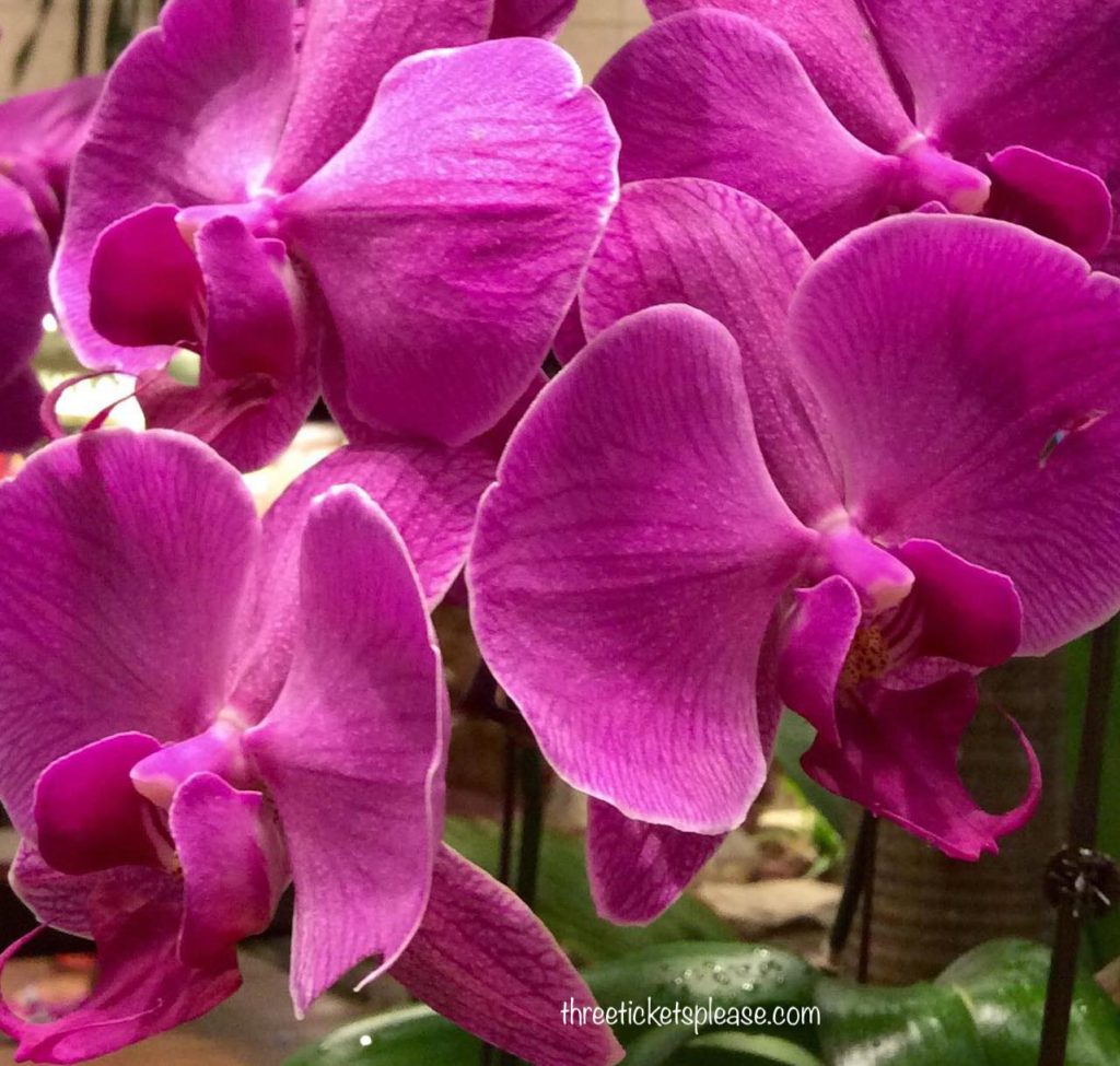 orchids in singapore