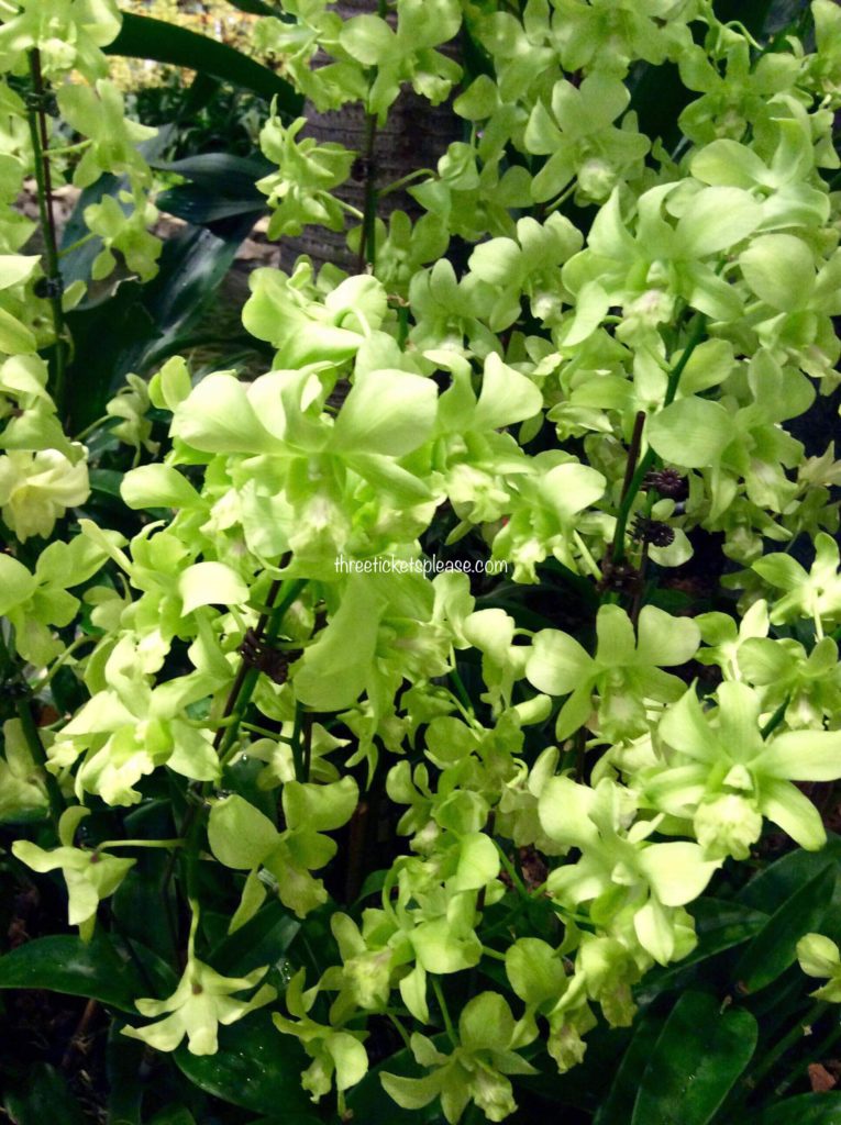 rare green orchids in singapore in Gardens by the bay