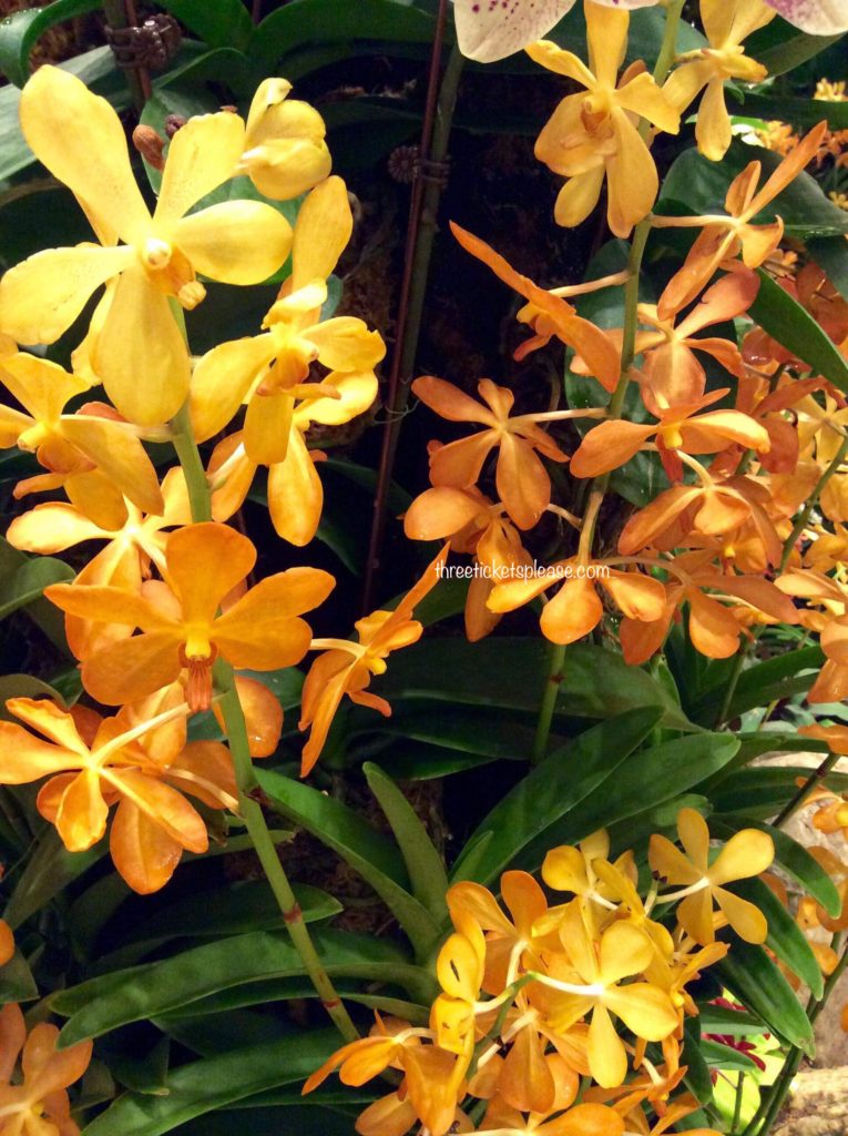 orchids in singapore -National orchid garden is the best place to see orchids in singapore