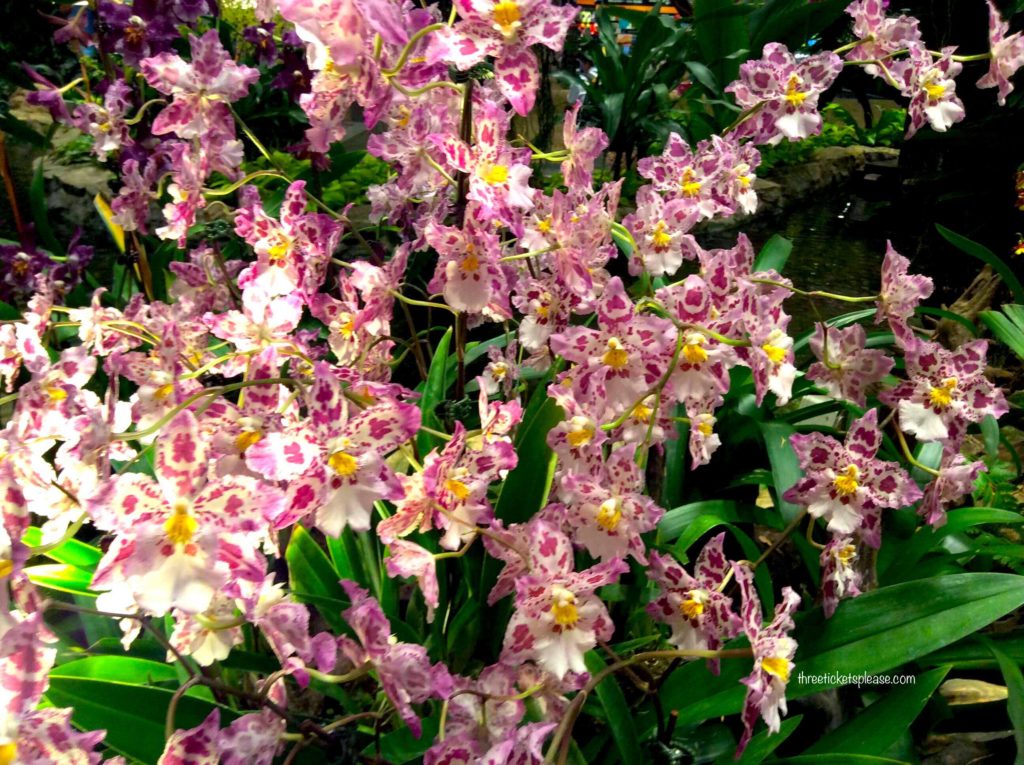 pink orchids 