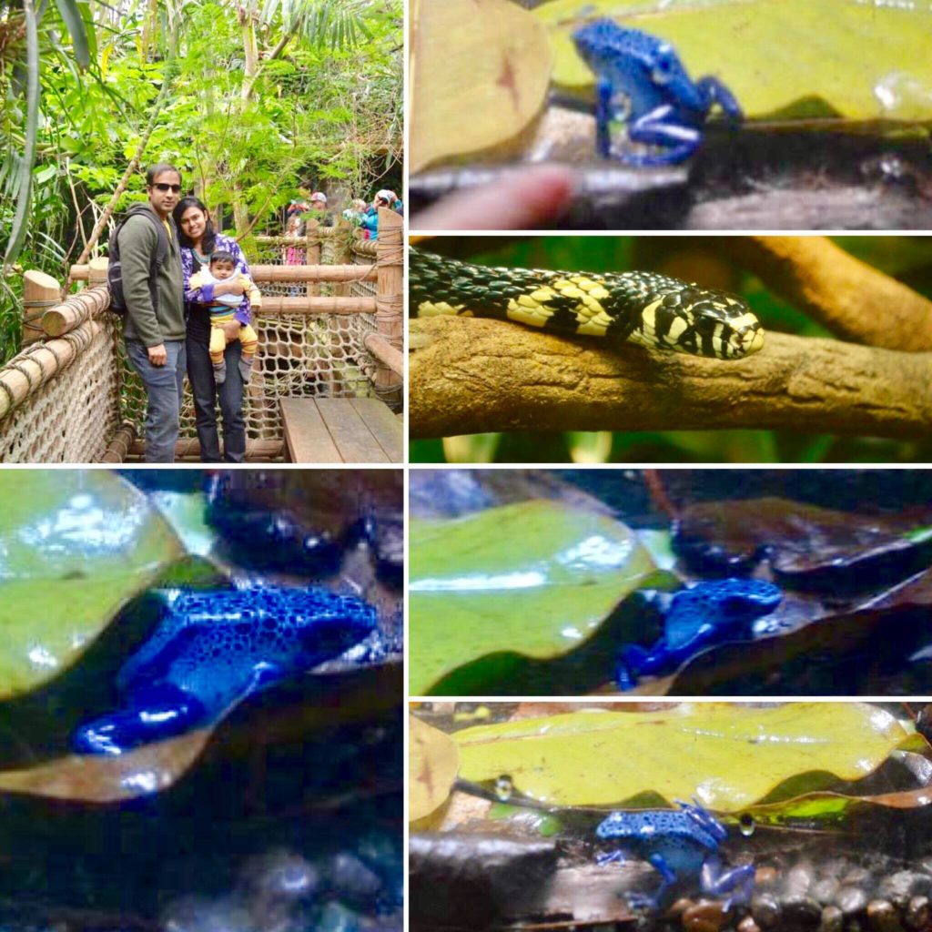 Blue frogs- unique things to see near seattle 