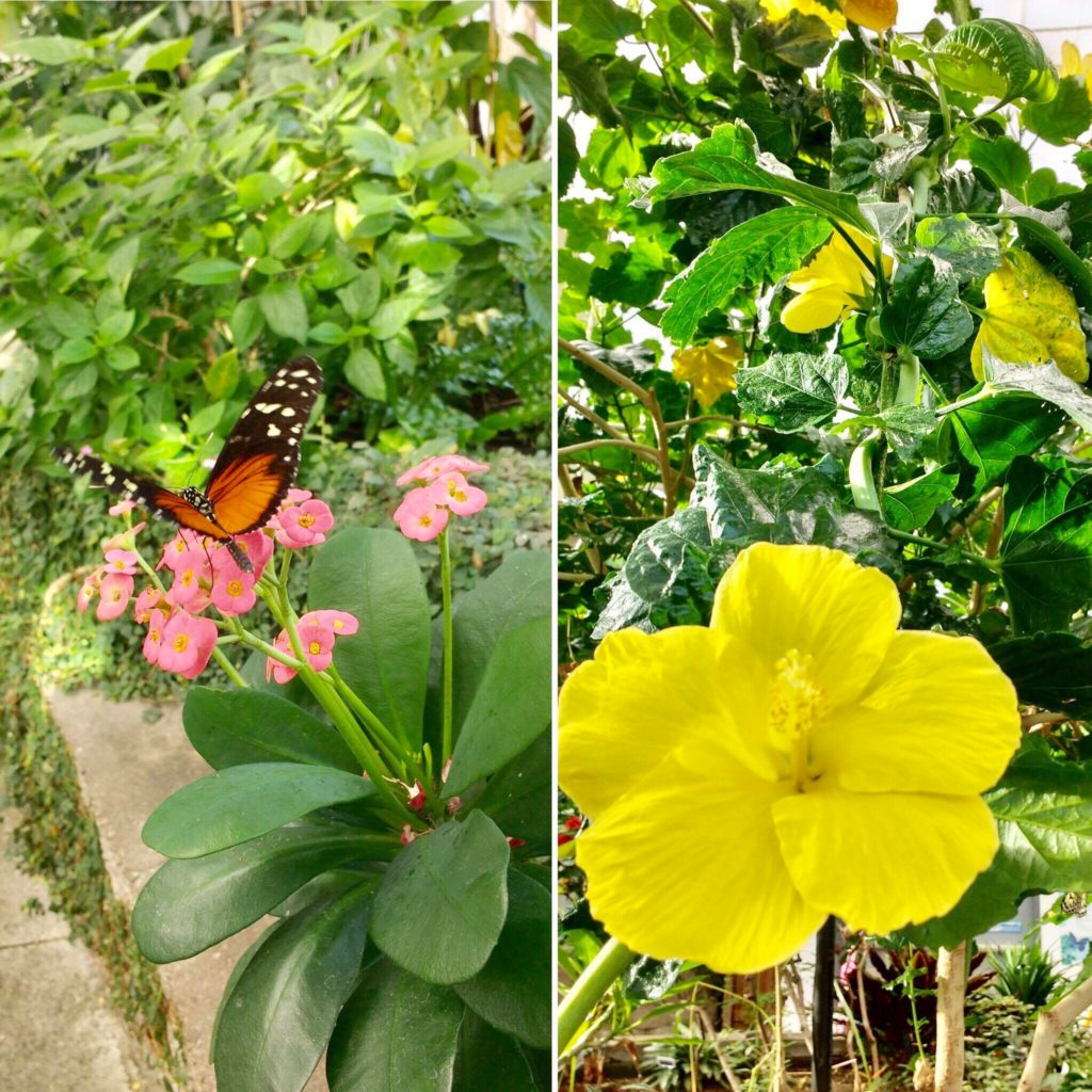  butterflies and hibiscuses in Seattle's green house