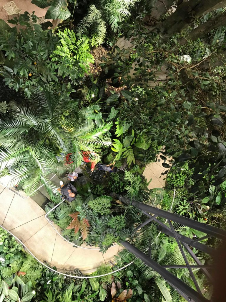 Amazon spheres view from canopy