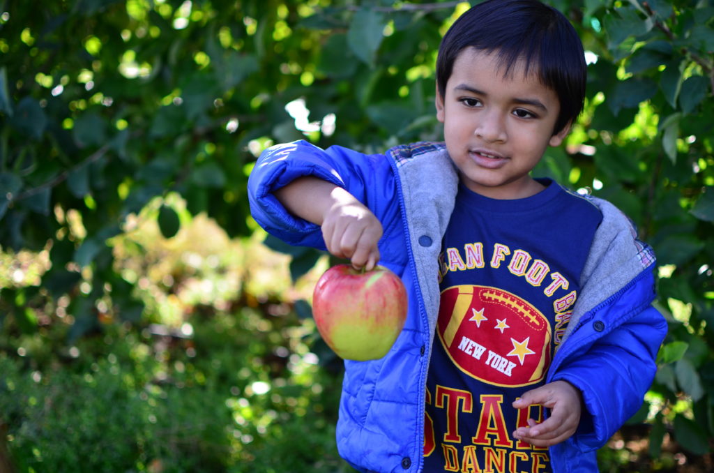 Best Fall activities in Seattle with kids. Boy holding a freshly plucked apple