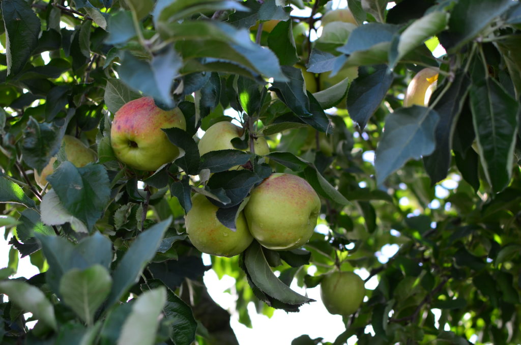 Best Fall Activities Seattle. Green apples hanging on tree