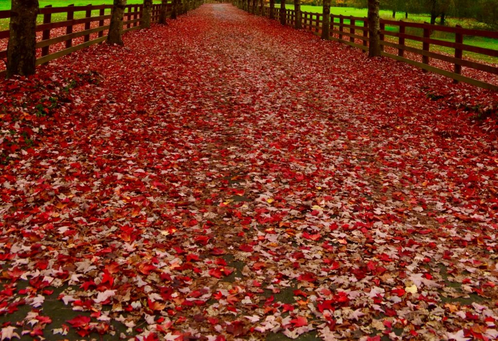 Fall colors Seattle - red leaves fallen in driveway