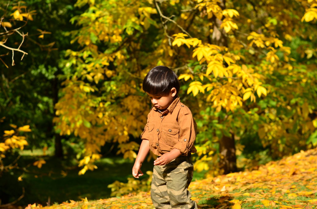 Best place to see fall colors in seattle - free fall things to do in seattle with kids