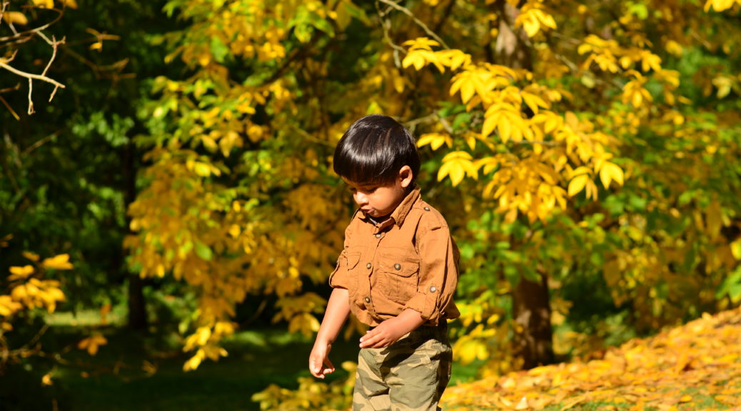Yellow fall colors in washington park arboretum, Seattle