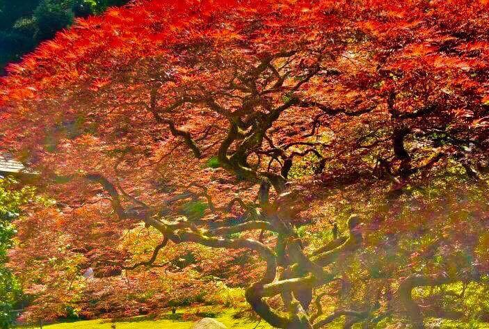 Orange Maple tree in Kubota Garden