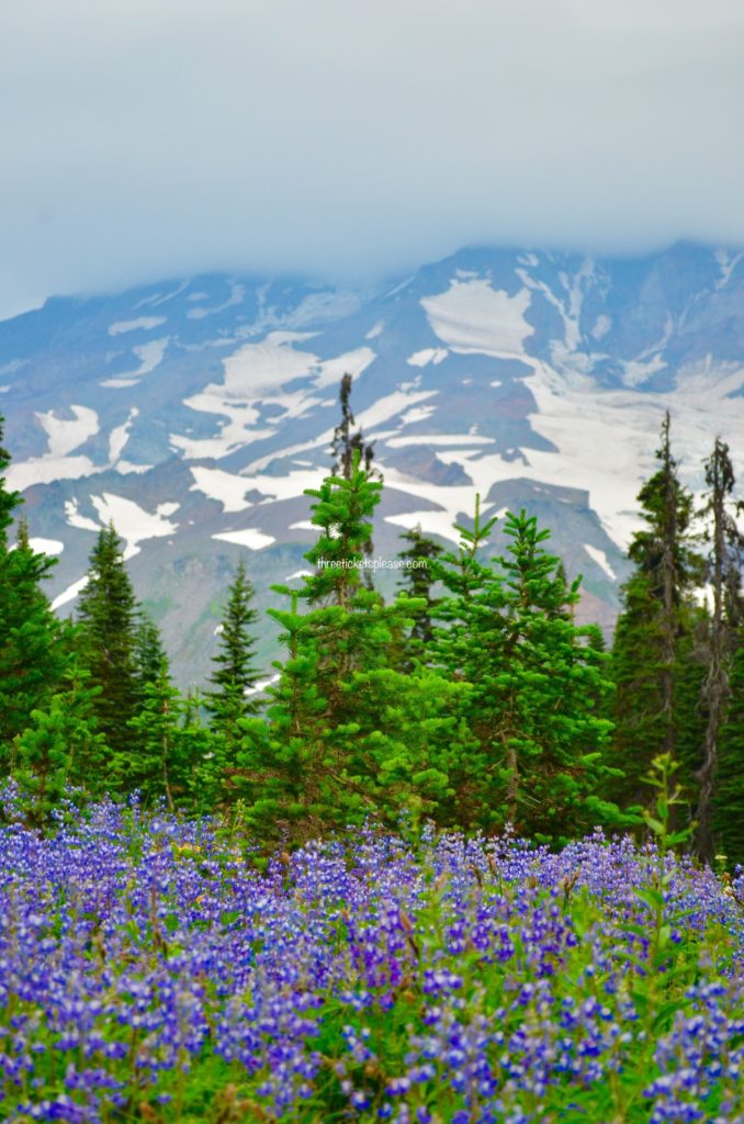 Romantic things to do in Seattle - mount rainier wildflowers