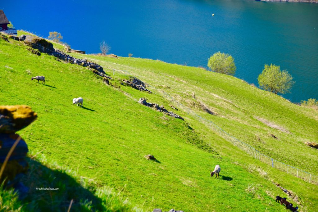 beautiful places in norway - green slopes with grazing sheep