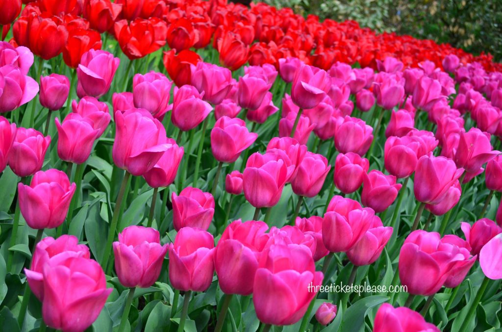 How to apply schengen visa to see Tulips in Amsterdam