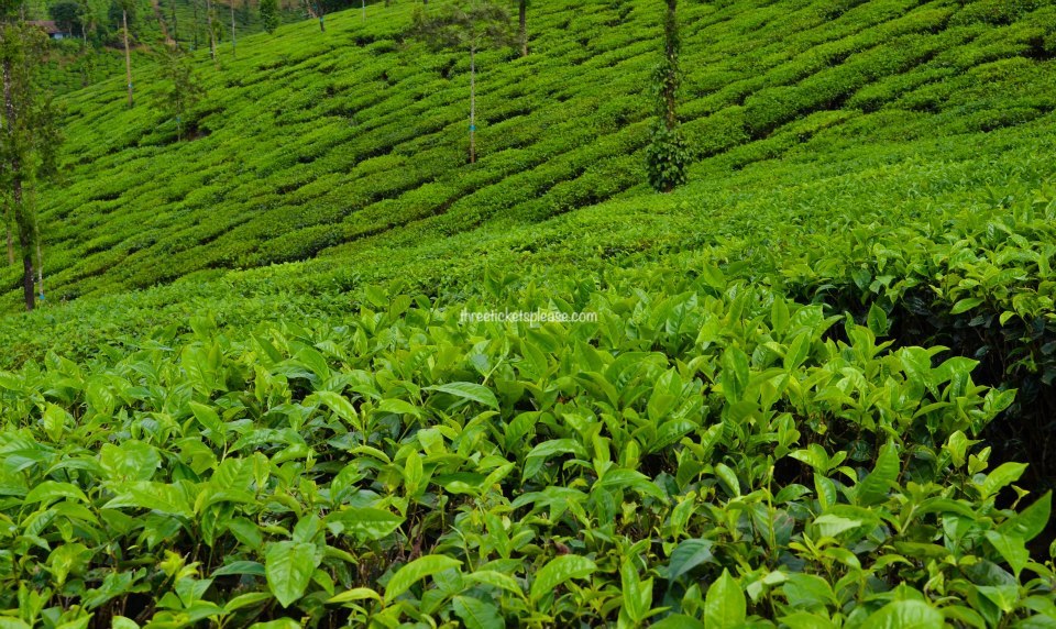 Top things to do in India - authentic indian experience - tea plantations