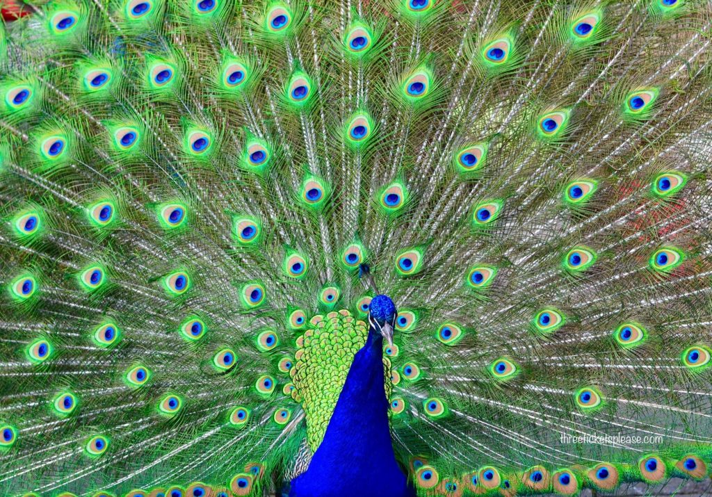 top things to do in india - see peacock dance