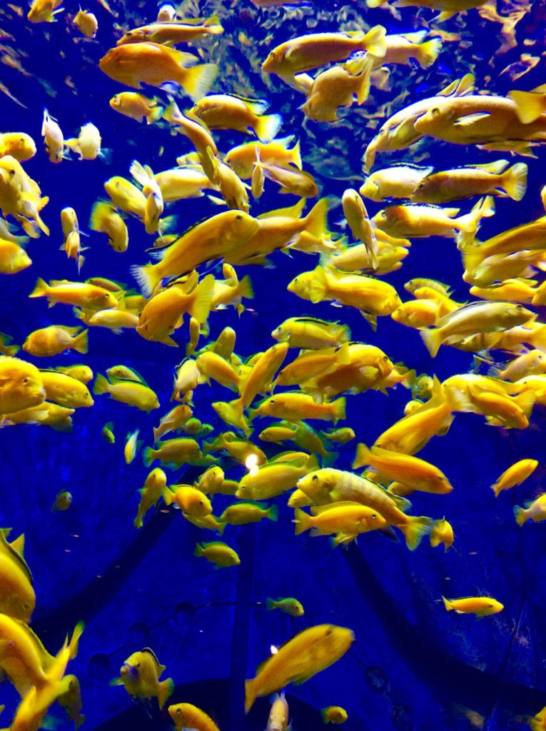 hidden gem in Dubai, Aquarium in atlantis