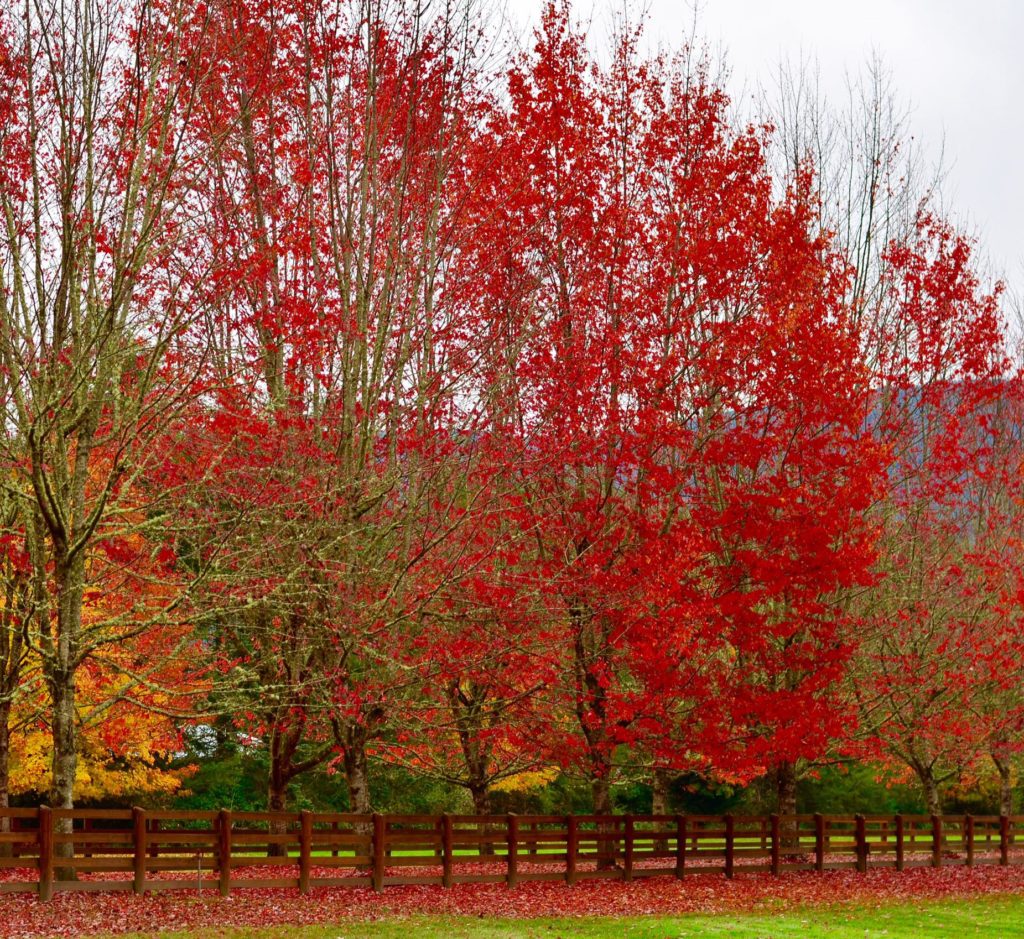 Driveway lined with red trees , Seattle