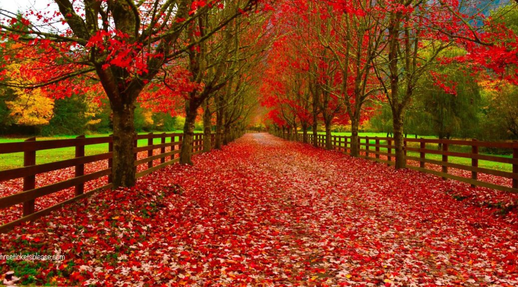 Best Fall Colors in Seattle - 5 Amazing Fall Photography spots