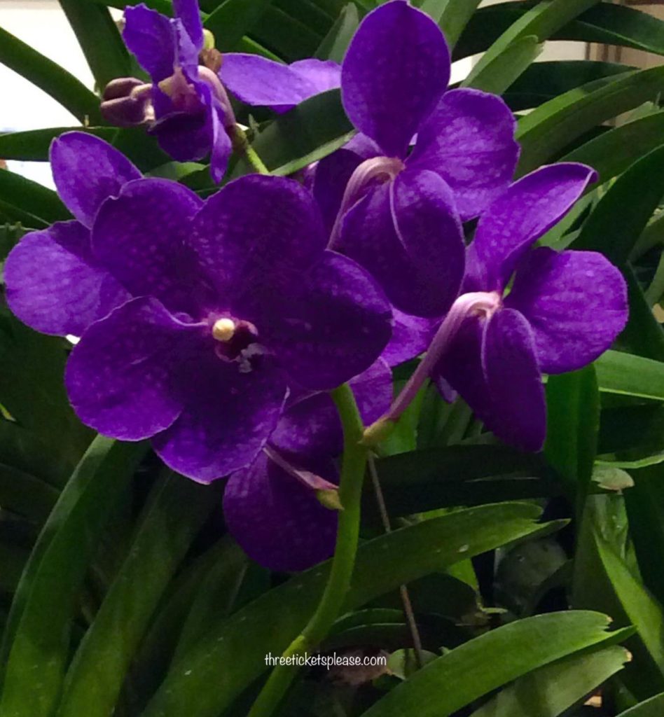 best place to see orchids in singapore - purple orchid in Cloud forest