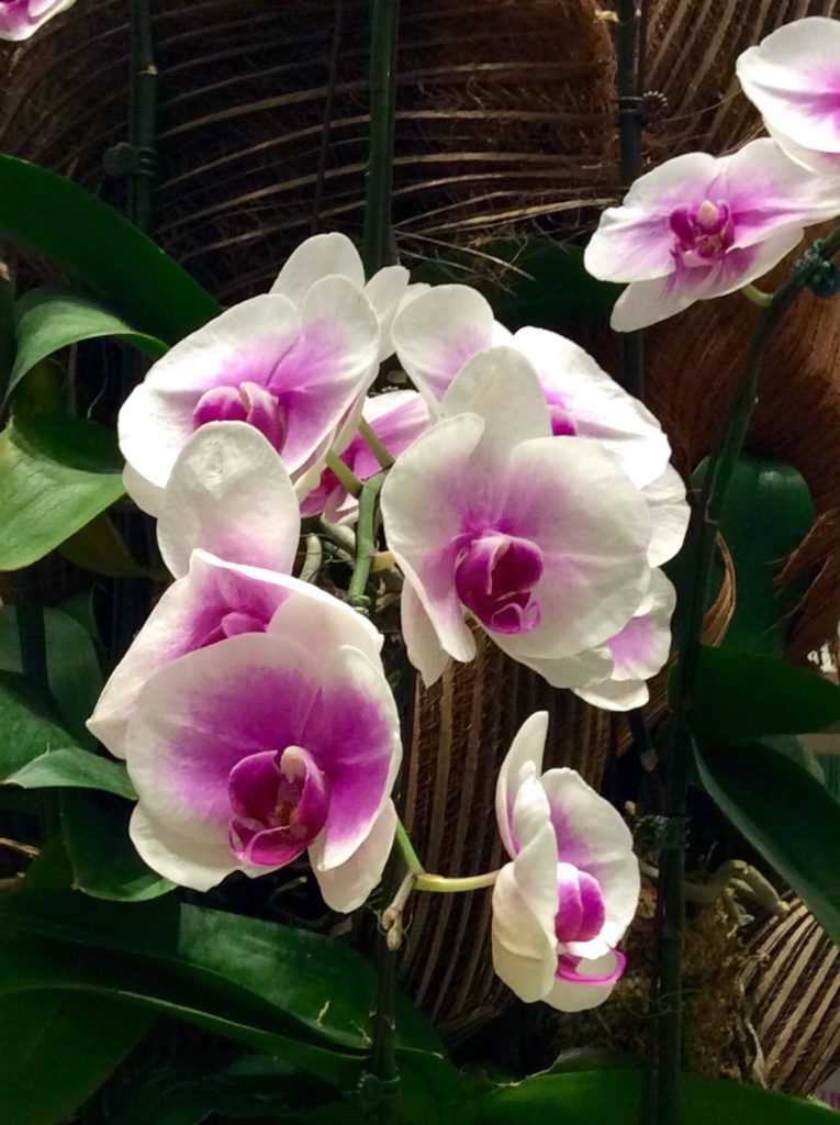 best place to see orchids in singapore - white and pink orchids in zoo 