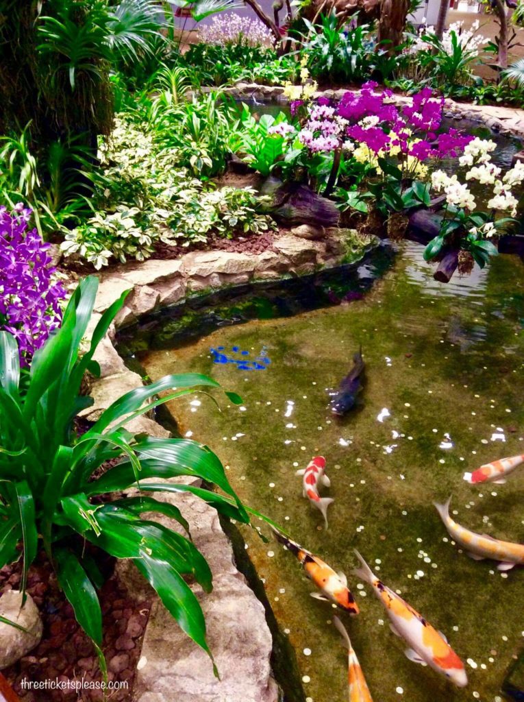 best place to see orchids in singapore -Orchid garden and koi pond Changi Airport